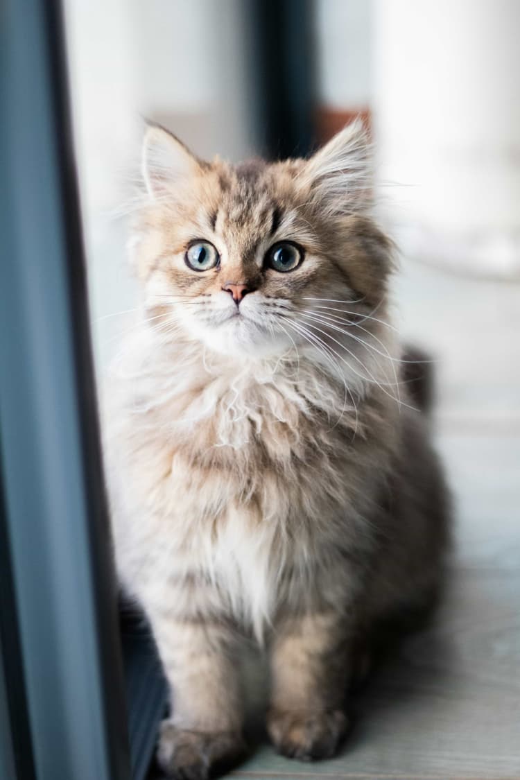 Pet Care